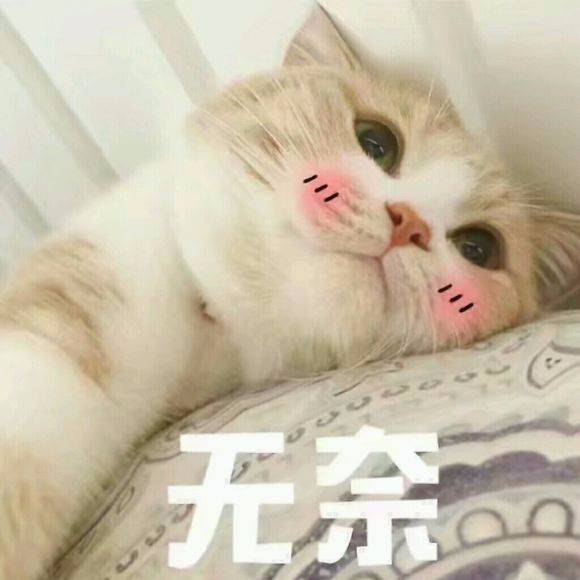 猫咪无奈表情包图片